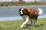 SAINT BERNARD 073